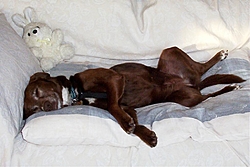 The B.S. Thread-tex-sleep.jpg