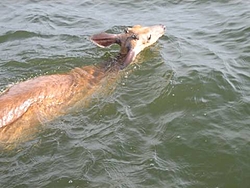The B.S. Thread-deer2.jpg