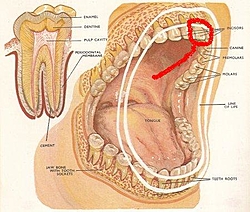 The B.S. Thread-human_teeth.jpg